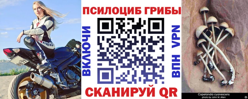 магазин    Каменск-Шахтинский  Псилоцибиновые грибы прущие грибы 