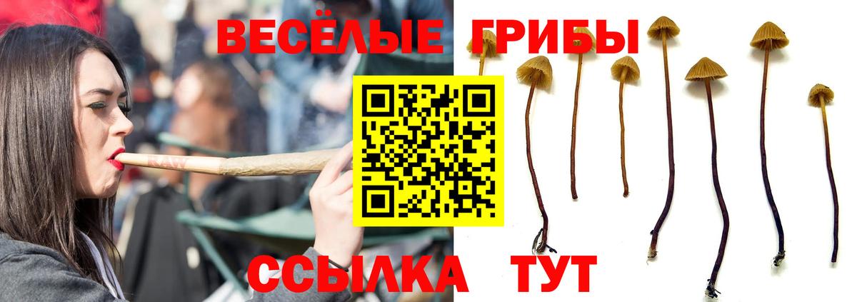 Галлюциногенные грибы прущие грибы  наркошоп  Каменск-Шахтинский  Вход с VPN 
